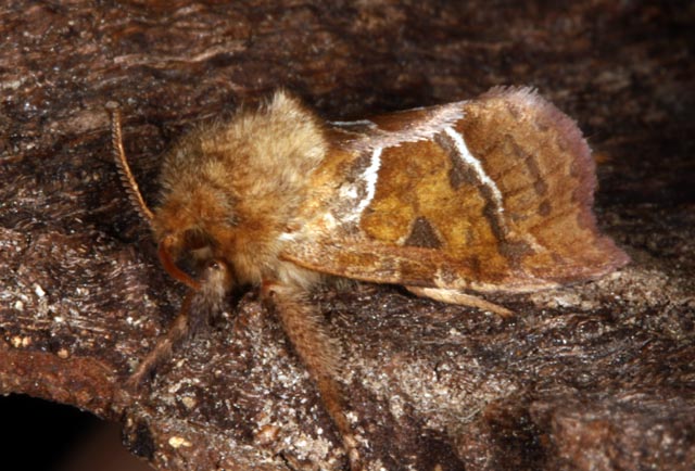 Triodia sylvina - Copyright Denis Bourgeois
